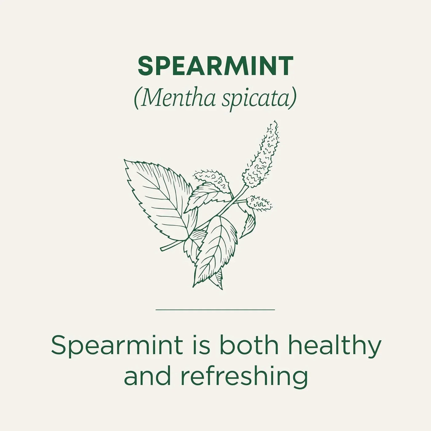 Spearmint (Mentha spicata) herb illustration, healthy and refreshing kitchen ingredient