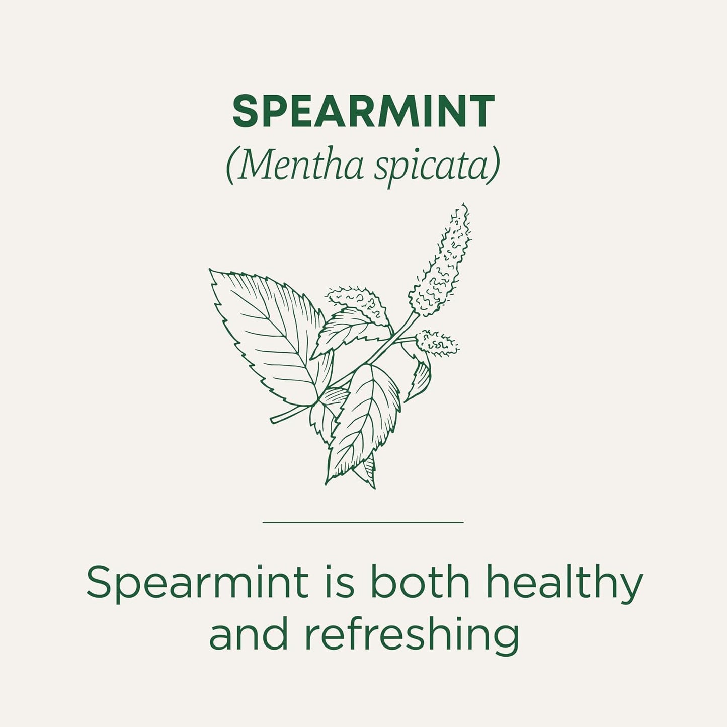Organic, Spearmint Tea - Supports Everyday Wellness, Healthy & Refreshing - Kosher, Non-Gmo, Caffeine-Free, Compostable - 16 Tea Bags