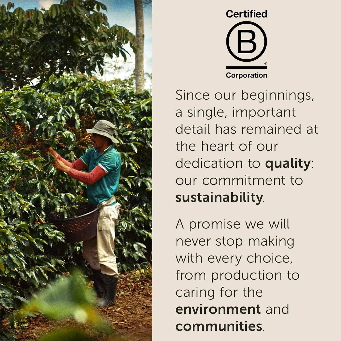 Classico Whole Bean Coffee, Medium Roast, Classic Roast with Notes of Caramel, Orange Blossom and Jasmine, 100% Arabica Coffee, No Preservatives, 8.8 Ounce Can (Pack of 1)